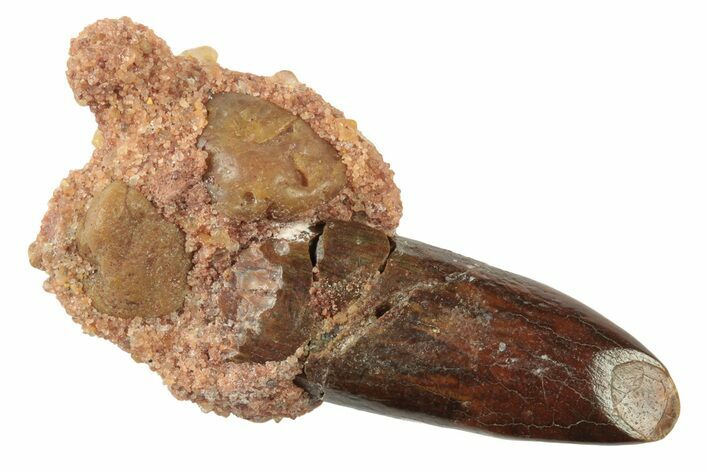 Fossil Sauropod Dinosaur (Titanosaur?) Tooth - Morocco #238730